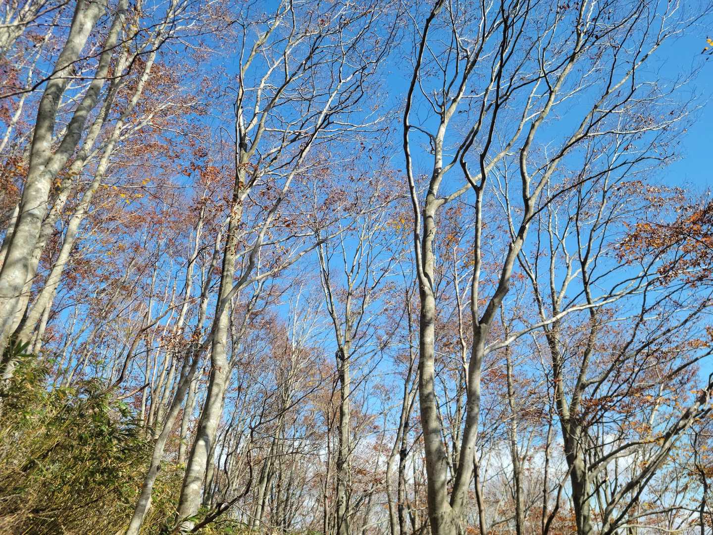ブナ樹皮の白と青空のコントラスト
白さがまぶしかった😀