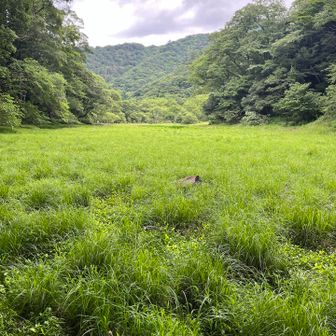 沼地
ほぼ水なし
カラカラでした。