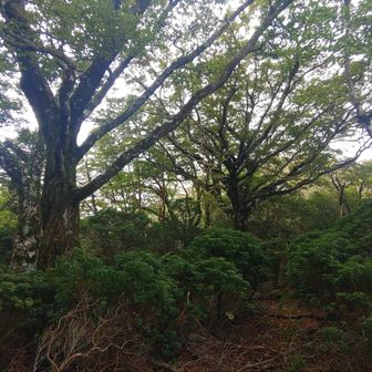 山頂はこんな感じでブナとアセビの森