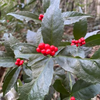 今日一番の赤の花　千両の花🌸