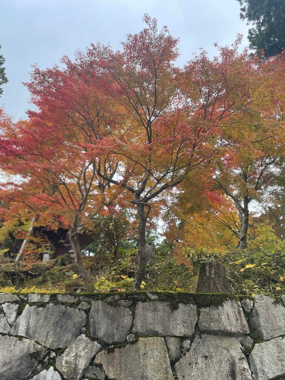見事な紅葉🍁