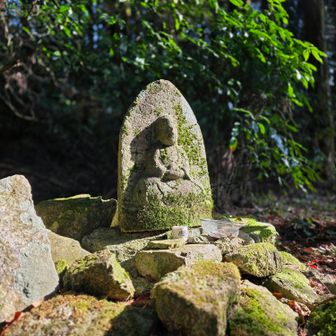 女道に陽が差し込む少ない貴重な時間に遭遇😌🙏