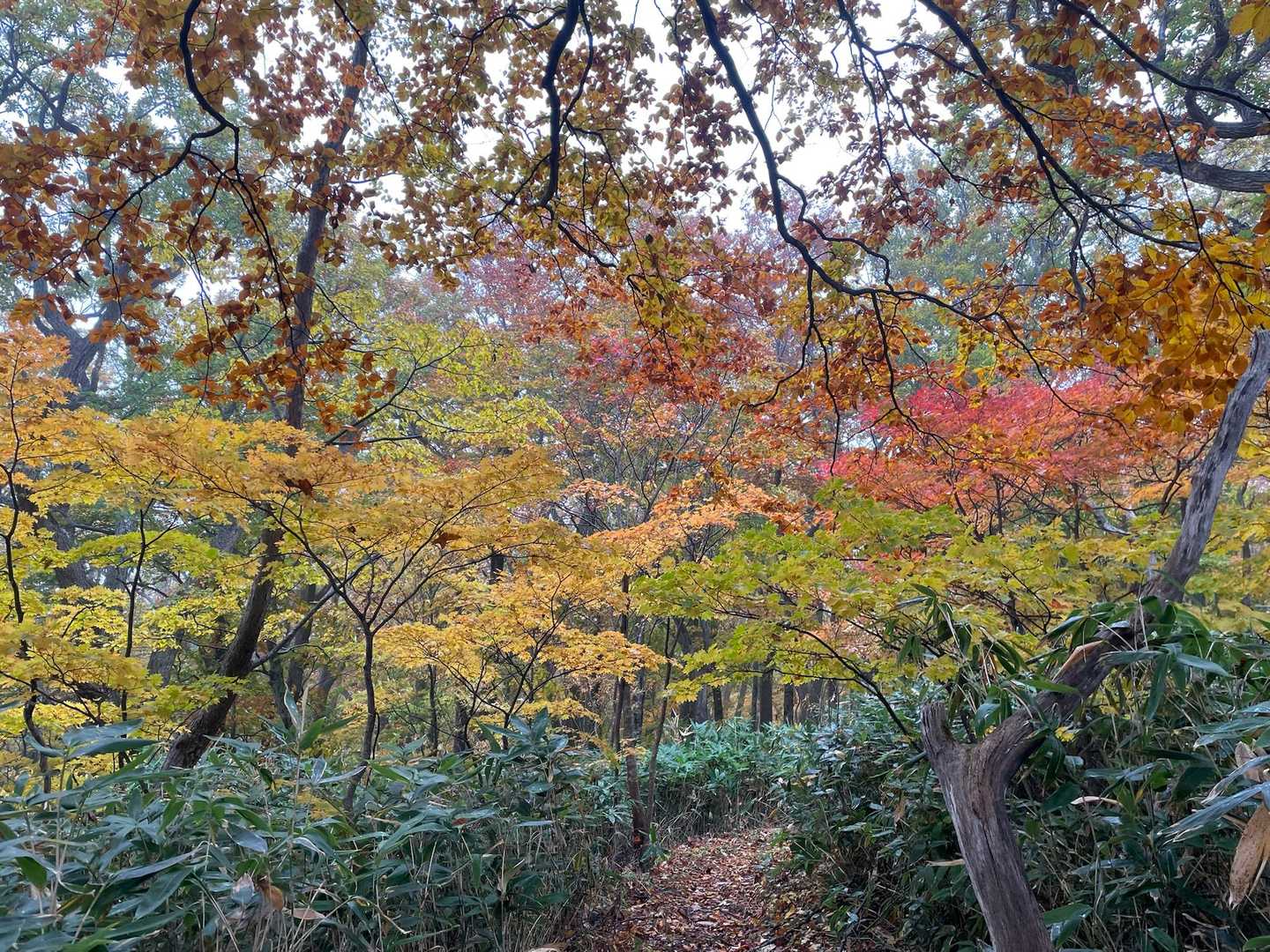 雛岳登山道入口-雛岳 往復コースの写真
