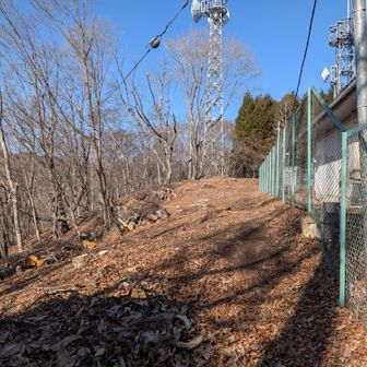 こっちも結構伐採したのね