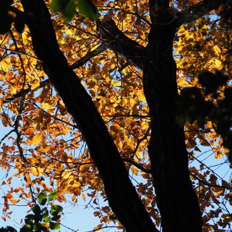 🧡🍂
(コナラ)