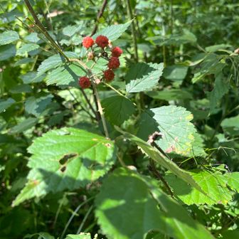 イチゴ🍓の小さな実