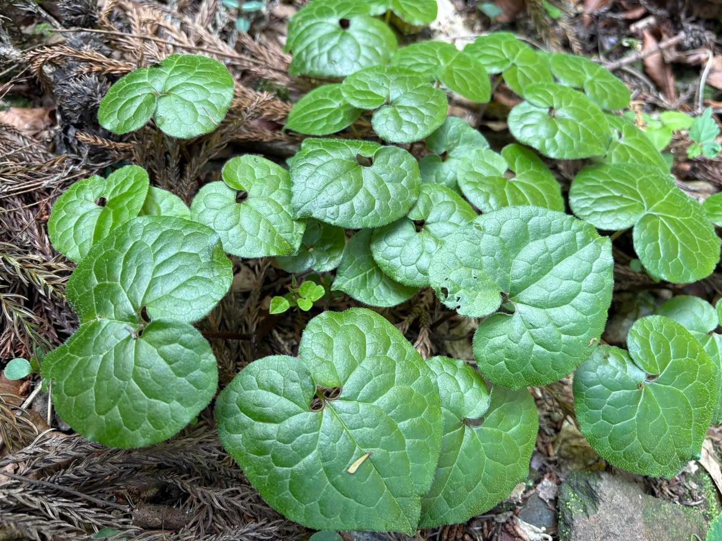 このハート💚の葉は？