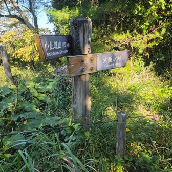 一丁平園地まで戻って林道へ