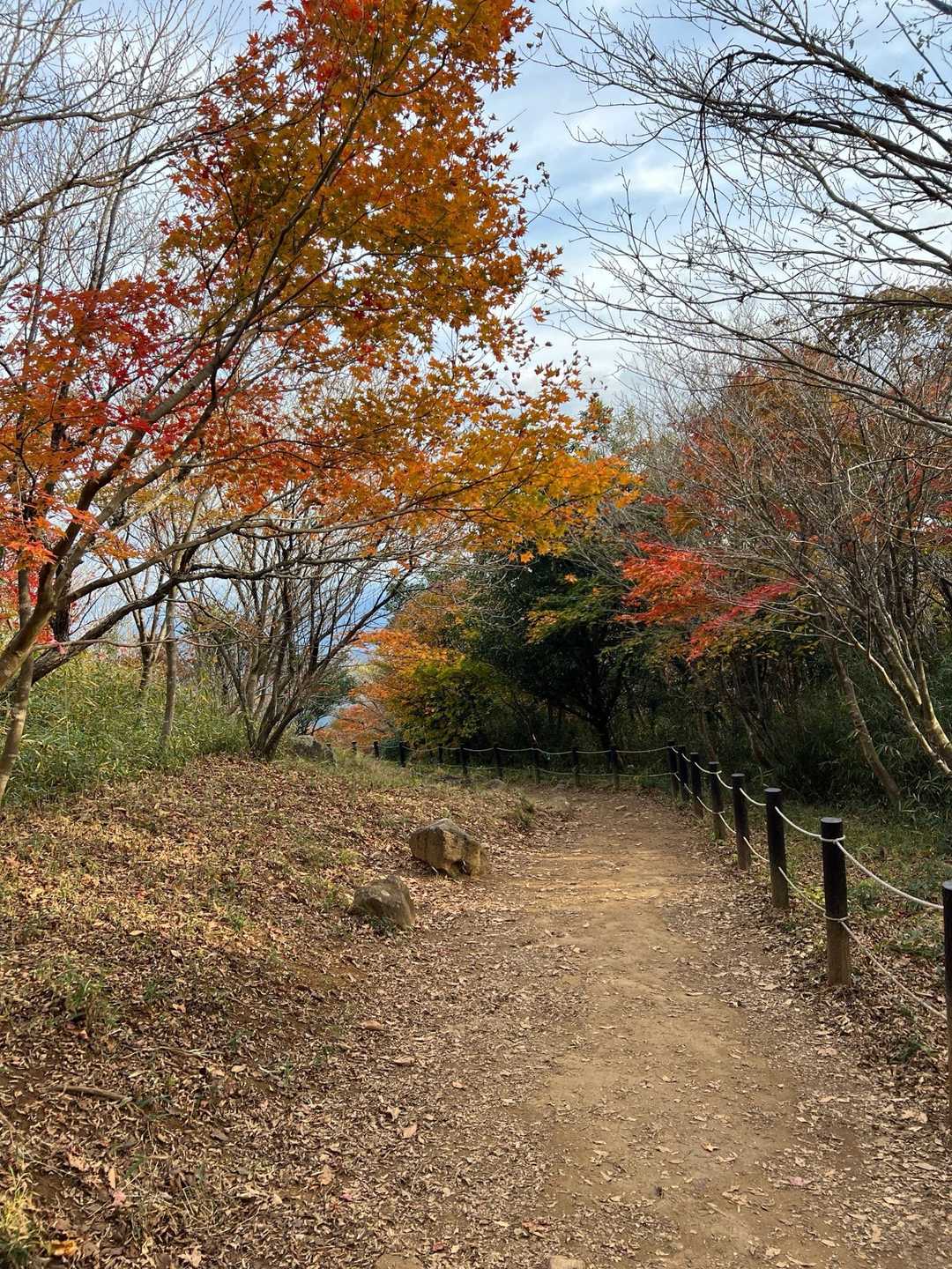 紅葉が綺麗な道😍