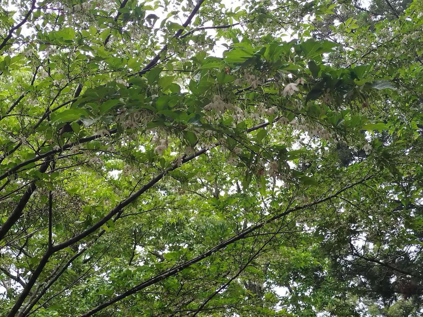富貴山 往復コースの写真