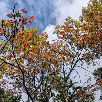 ナナカマドの紅葉