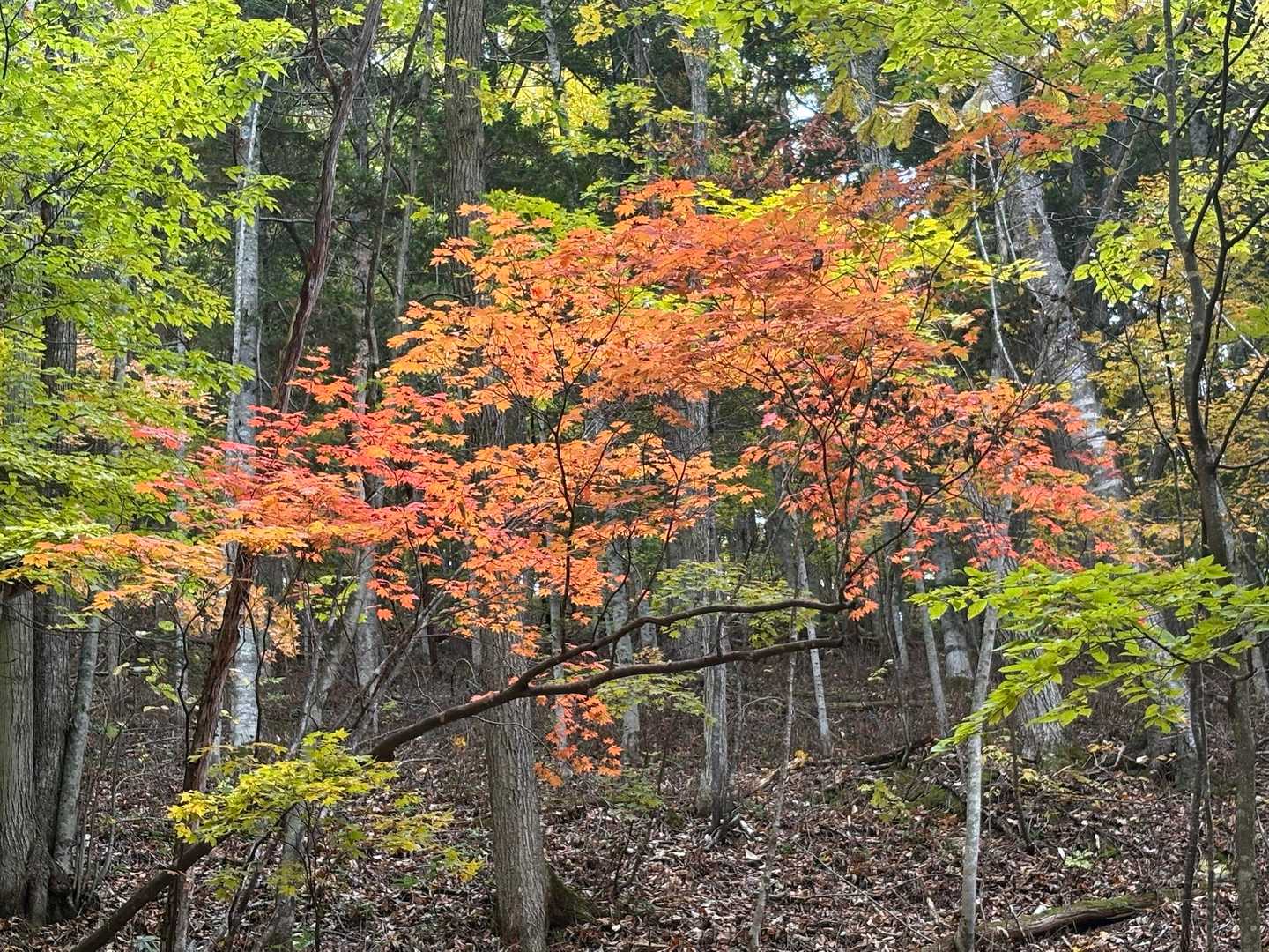 スタートしてすぐからこの美しさ😊🍁