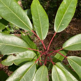 縁起木　ユズリハ❣️