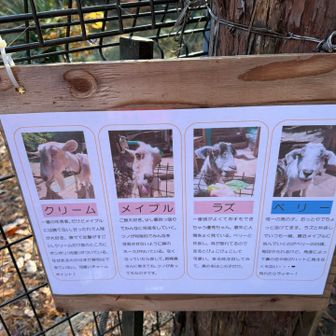 4頭ヤギがいるようでしたが2頭しか見当たらず
おそらくラズとベリー