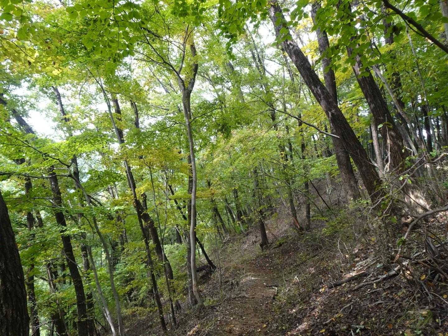 藤野駅〜相模湖駅｜陣馬山・南郷山・明王峠縦走コースの写真