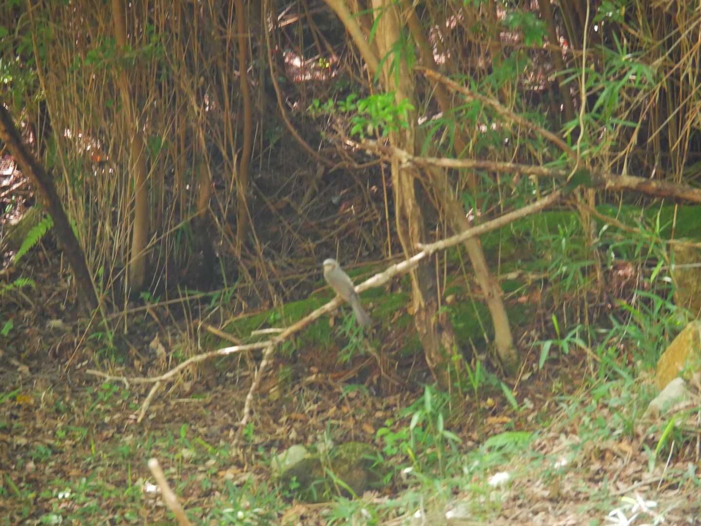 鳥さん～、止まってくれたのに撮れてない😭
