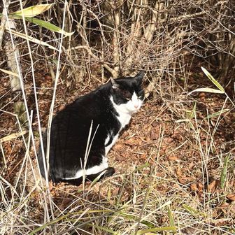 お話しすると　返事してくれる🥰ぬこさん🐈‍⬛