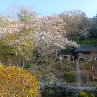 神社と桜✨️