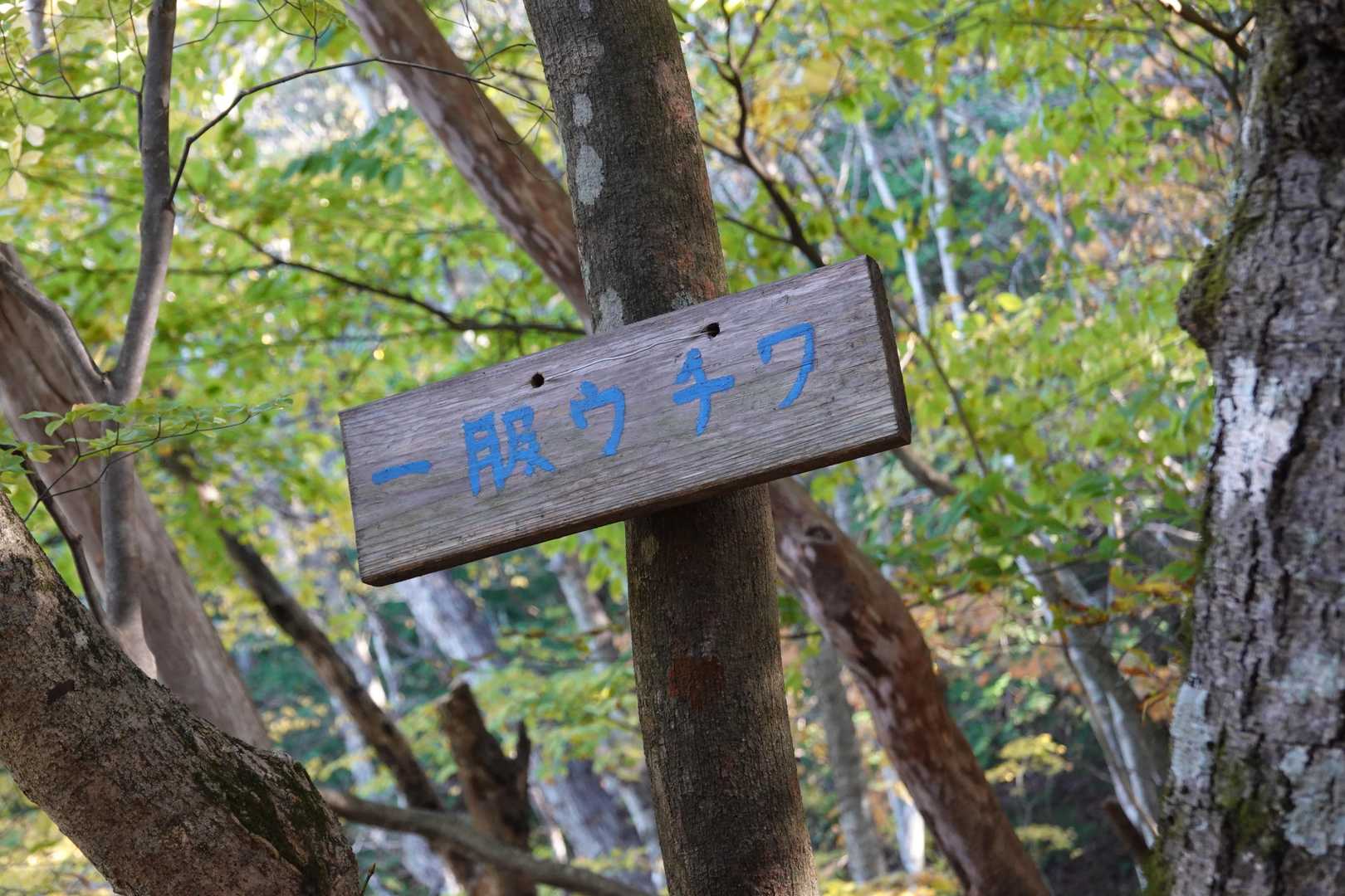 塩沢山 往復コースの写真