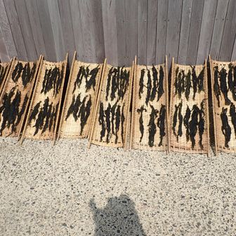 深見集落の方がワカメを干していました。そして取れたてのメカブをいただきました。早速夕食に食べたら美味しかった～能登の方は優しいです～