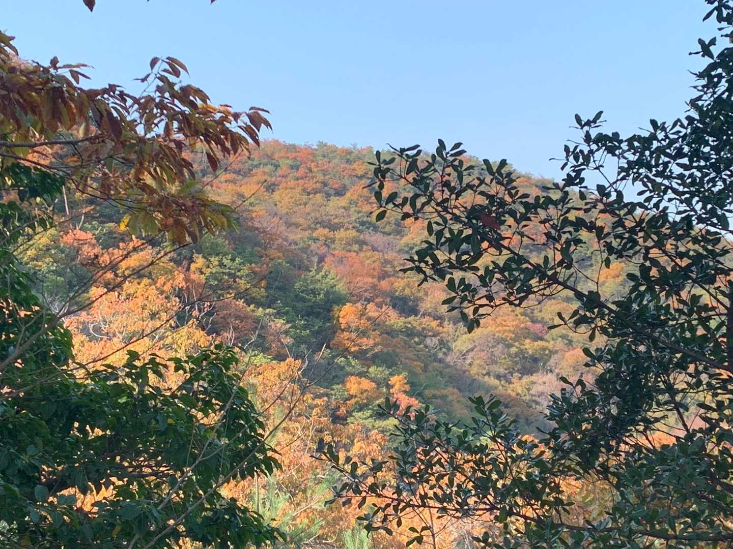 成井登山みち コースの写真