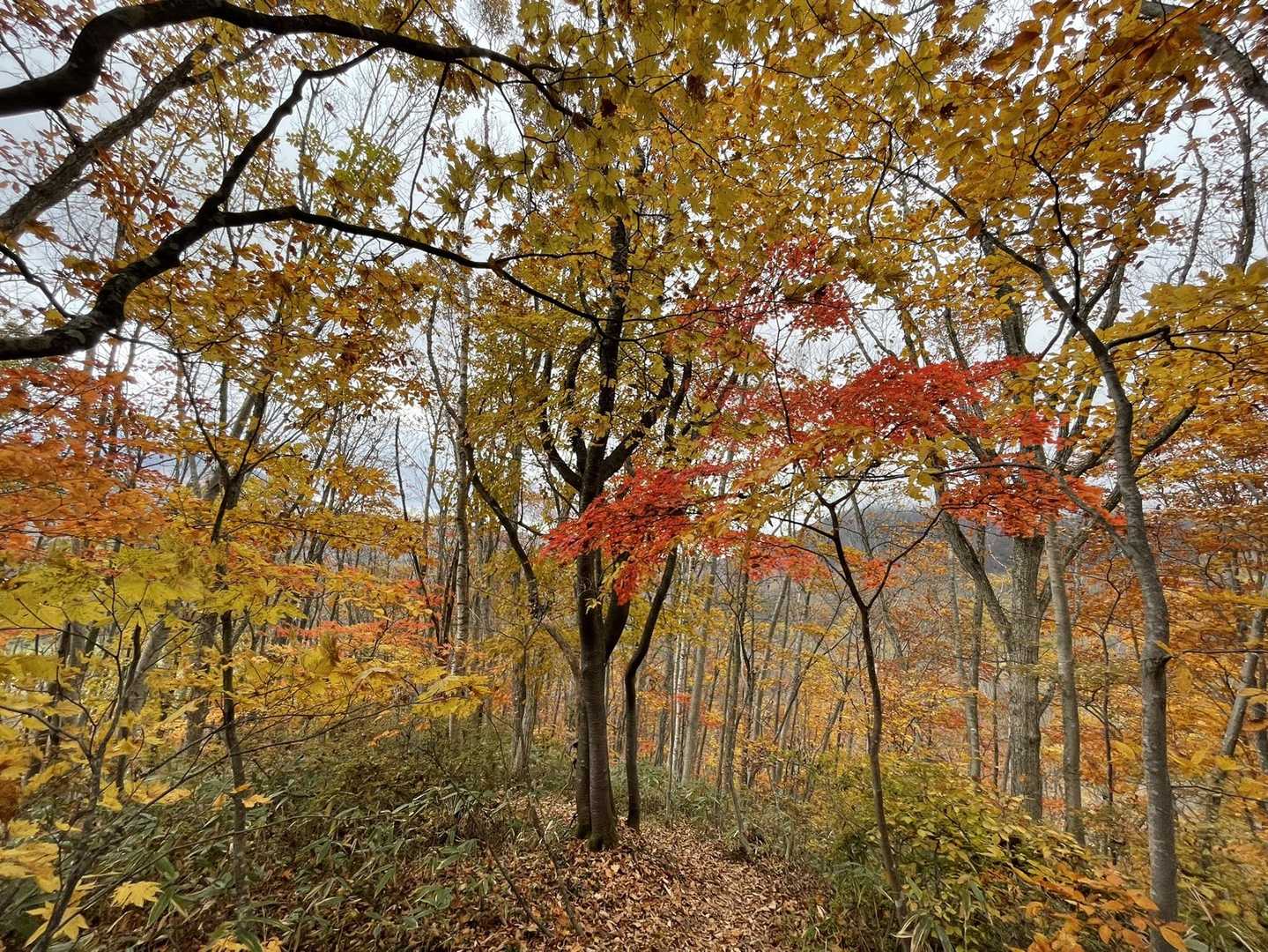 後半は紅葉が見頃でした🍁