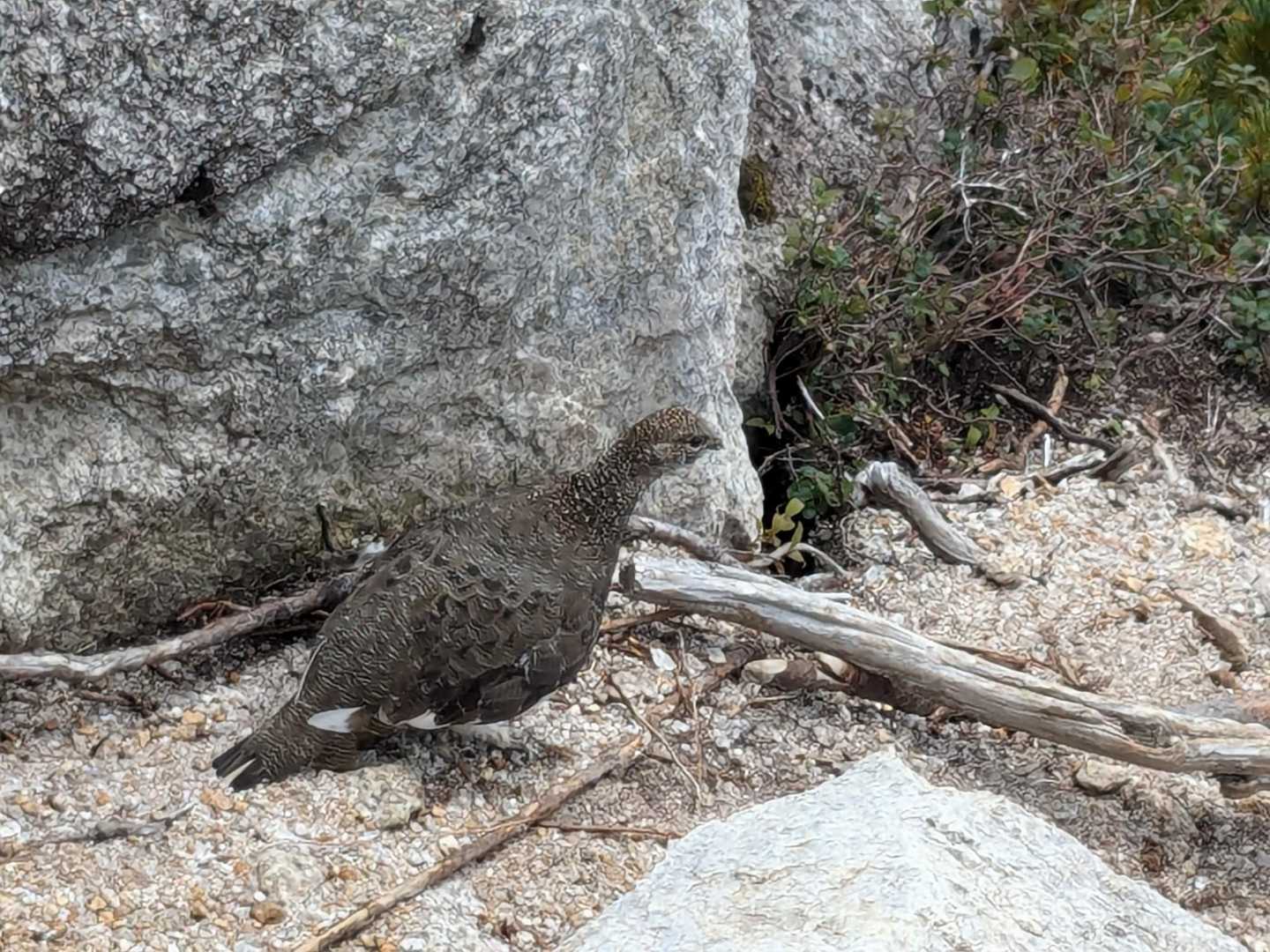 常念岳（三股） | 安曇野からのピラミダルな山容、パノラマ銀座を代表する百名山の写真