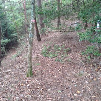 尾根との分岐、今日は湯坂山へ直進します