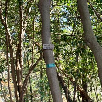 結構急登を登り金毘羅山に到着⛰️眺望なし