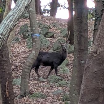 ジビエの話をしていたら鹿ちゃんが！