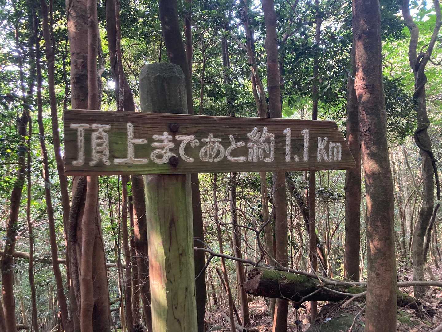 八重山登山道入口-炭焼窯跡-八重山 往復コースの写真