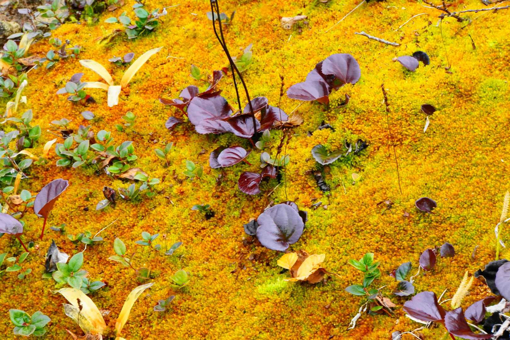 コケの紅葉
