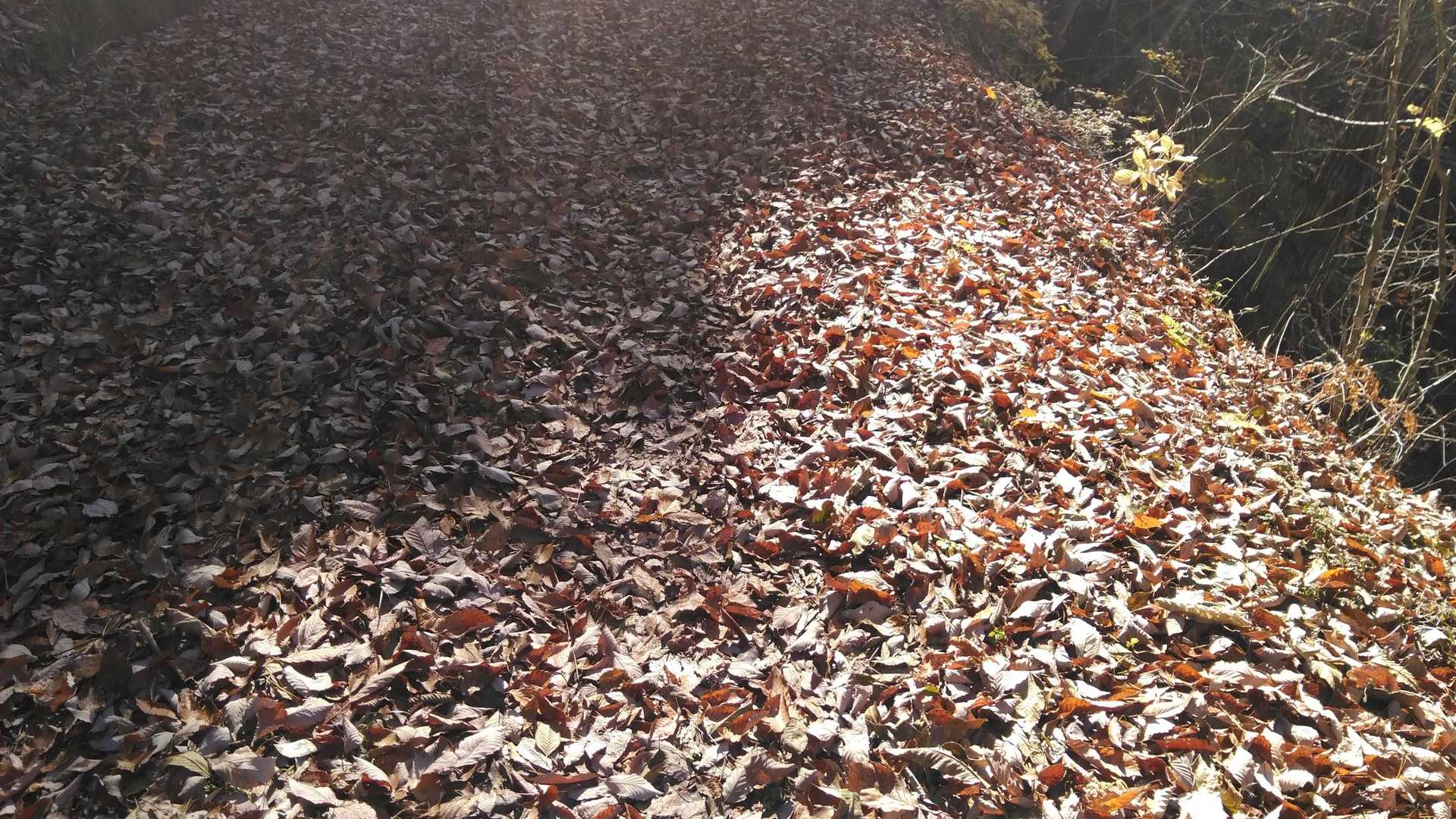 落ち葉🍂の絨毯🥾✨