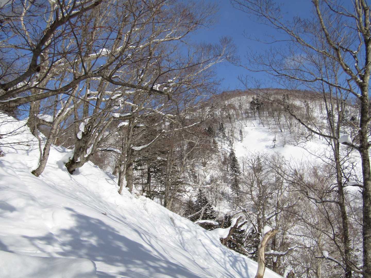 雪でもやっぱりなかなかの斜度です。
鹿の声がして、目を凝らすとぴょんぴょん歩いていました。