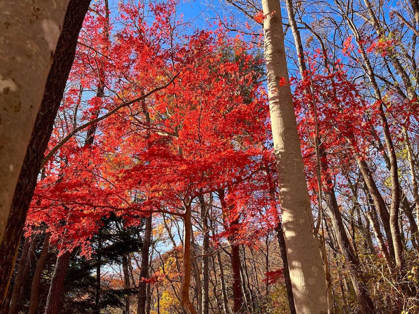 残っていた紅葉に朝日が当たってキレイ😻