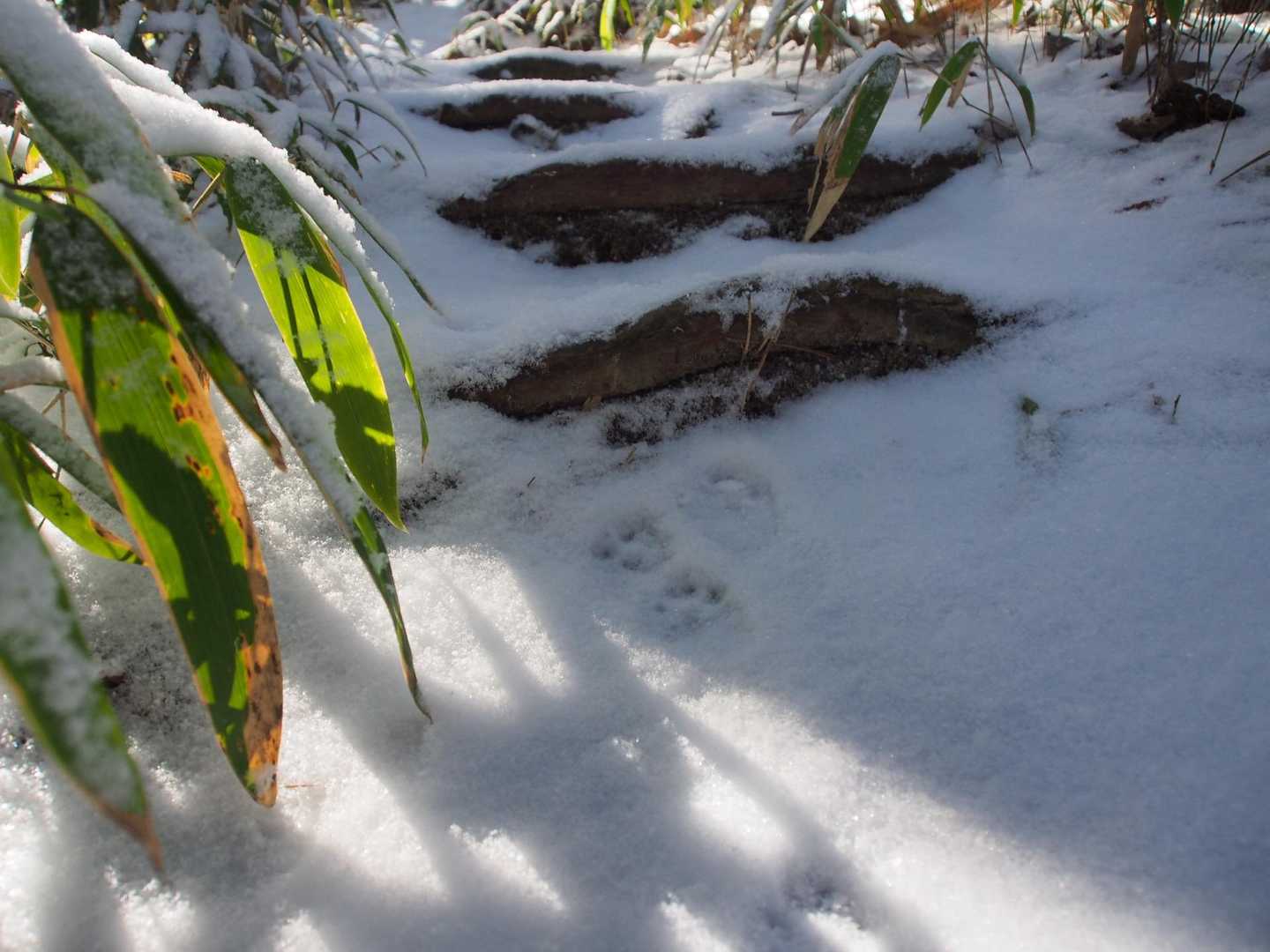 今日は初めから最後まで、あちこちで小さなアニマルトレース🐾　

雪は軽くサラサラ、踏むとムギュっと締まるので、足元の装備は要らなさそう。山頂付近の急登に備えてチェンスパは持っていきます