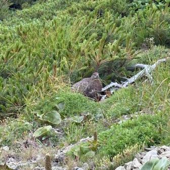 ライチョウ