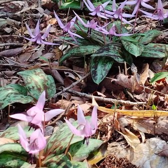よいタイミングで来れました。見頃💜