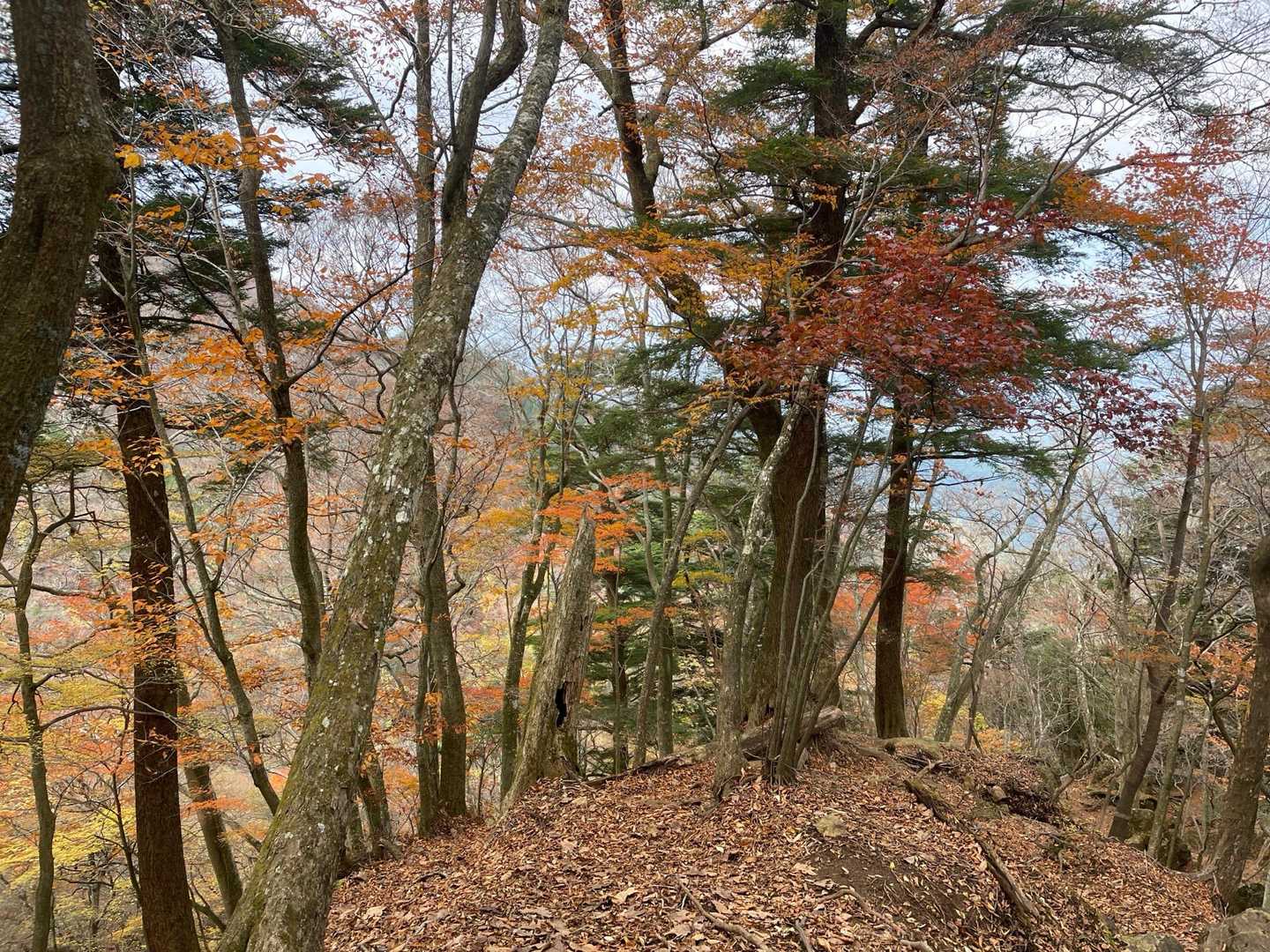 ピストンだけど、帰りも楽しめるこの景色