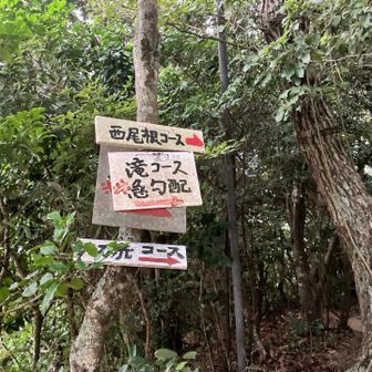 ポツポツと雨降ってきましたので、ささっと下山しました