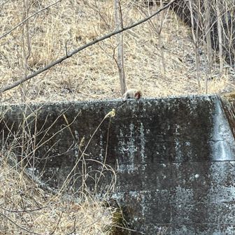 猿が結構います。