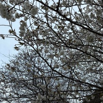 山桜？

ソメイヨシノはまだでした