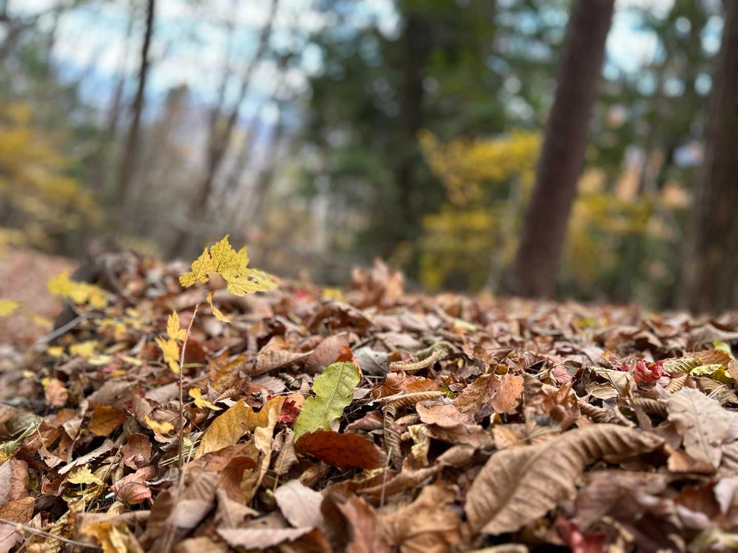 落ち葉🍂も可愛い💕