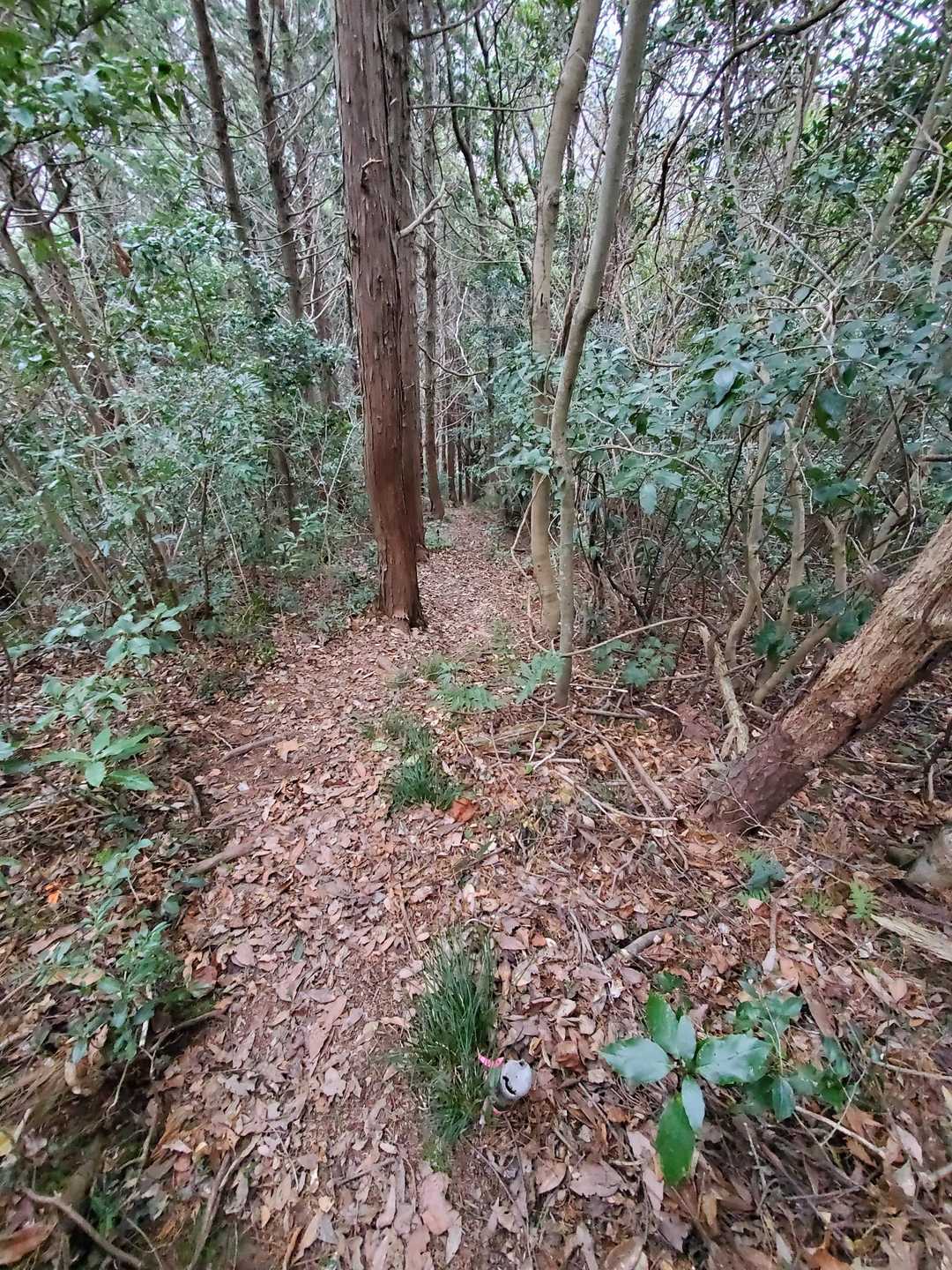 ここから急な下りです🙋