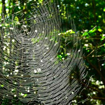 でっかい蜘蛛の巣🕸️
ウスキキヌガサダケを探し回ったけど見つからず😅