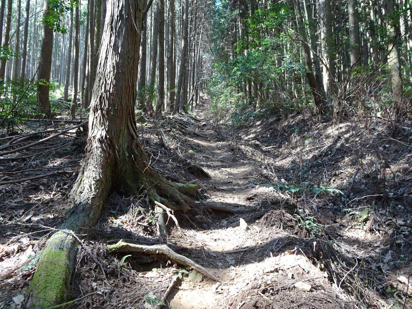 写真で分かります？結構な急登です💦