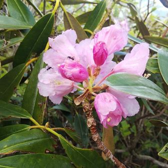 ハマピッチのお〜くん