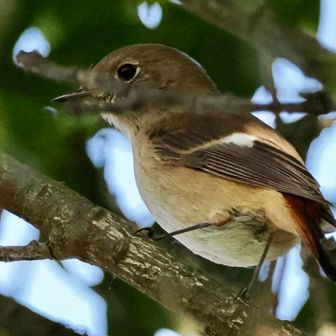 ジョウビタキ
至近距離です。
