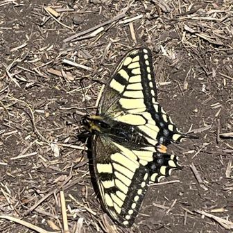 目の前に止まりました🦋.*˚
昨日(布引観音)はトンボだし…ʚïɞ.•*¨*•.¸¸♬
撮ってほしいのかなぁ🤔