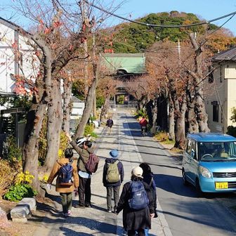 初めて来た称名寺。
この近所に住む友人から以前よく話を聞いていたので、一度は行ってみたかった場所！
参道の両端は桜の木だそうです🌸